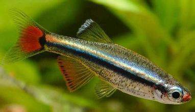 新手适合养什么水生爬宠,养水宠需要什么条件