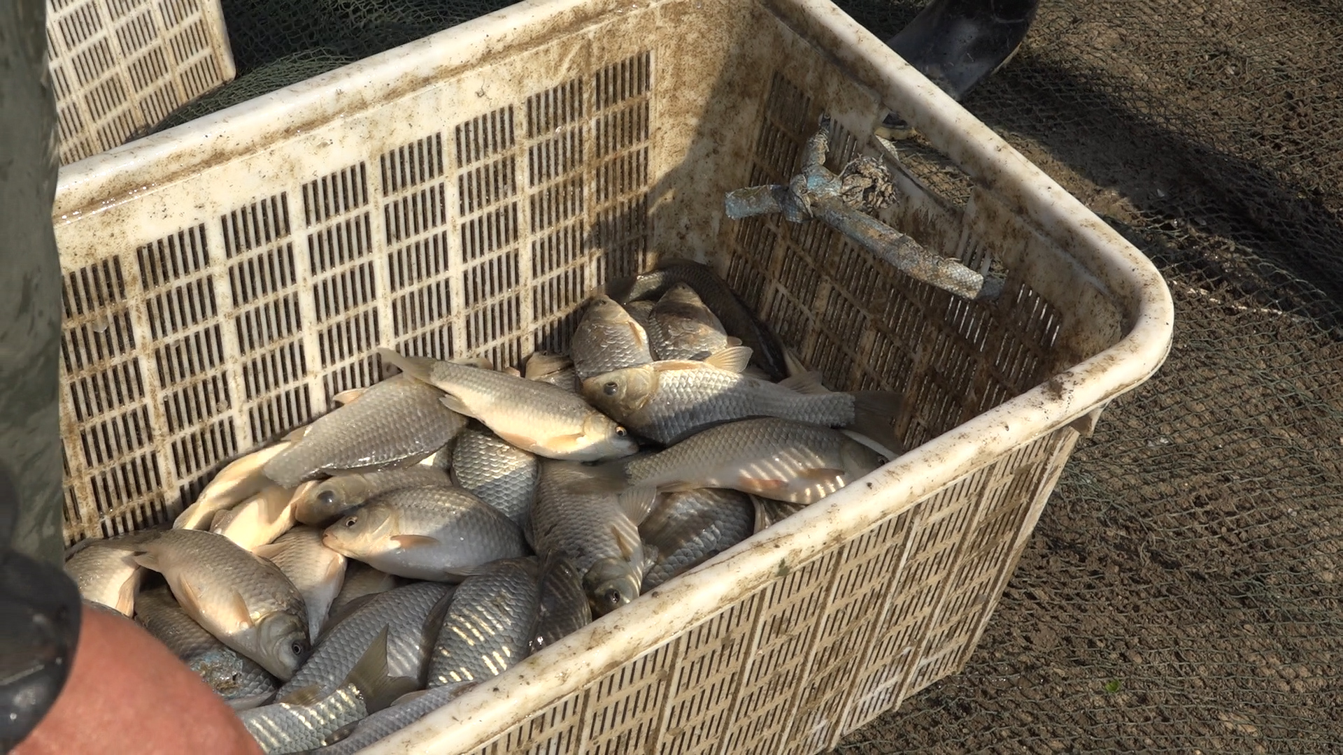 养鱼最长久的方法,养鱼小技巧让鱼百年不死