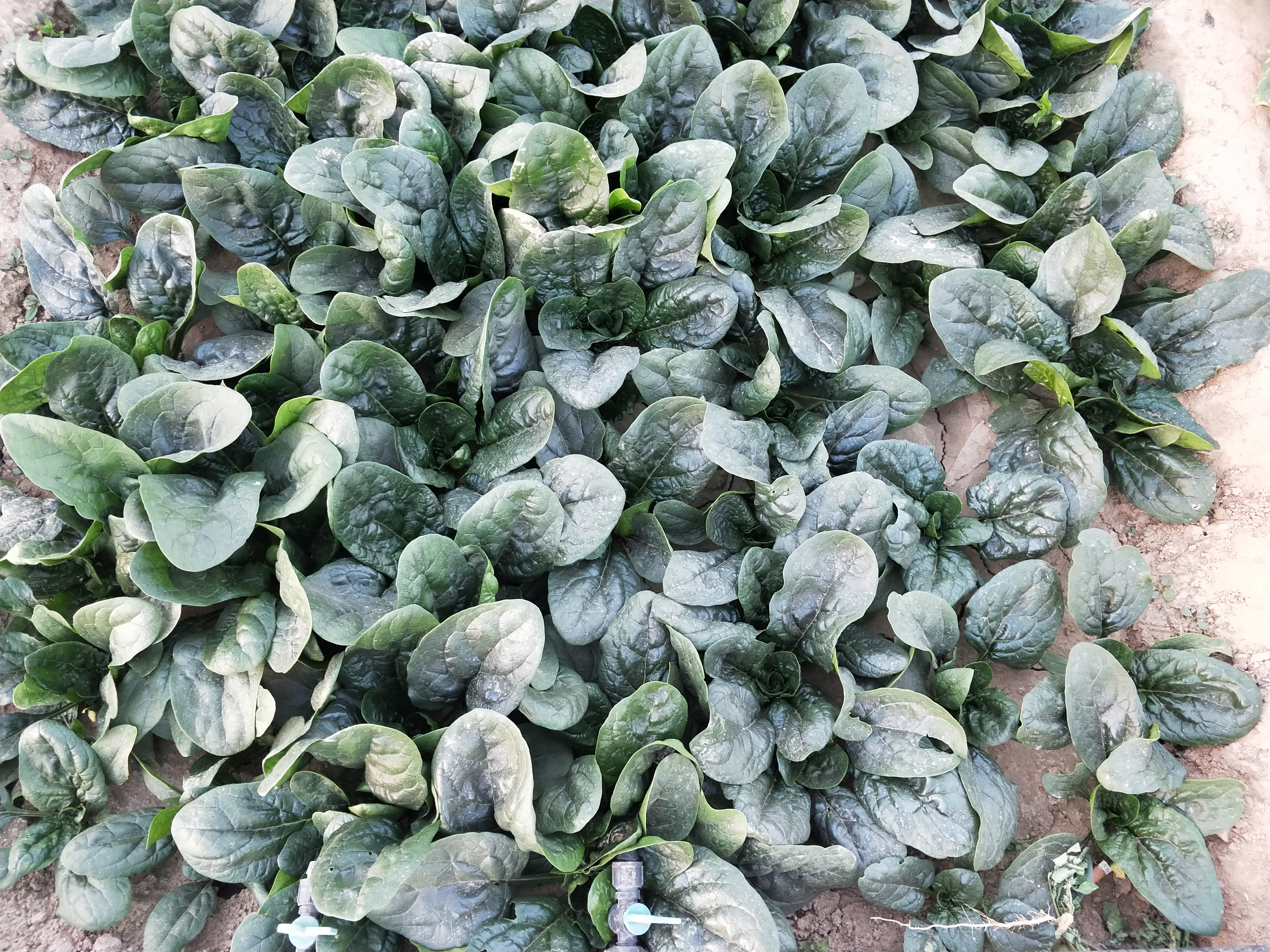 大青菜出苗不好啥原因,青菜刚发芽时怎么管理