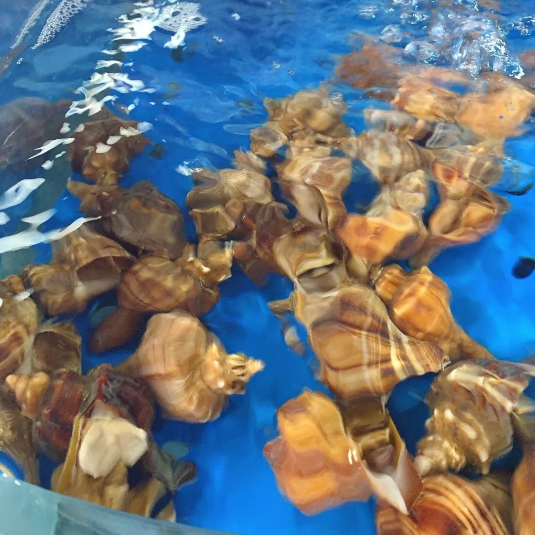 鞍山海鲜烧烤,鞍山最大大排档