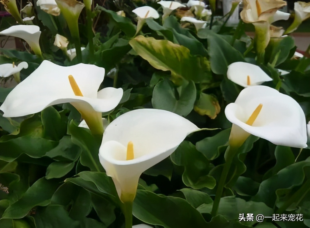 此花花色繁多有淡香味易养易成活,此花一年四季开花不断