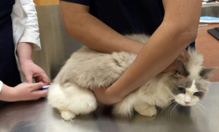 主人怀孕狗狗注意事项,孕犬产前注意事项