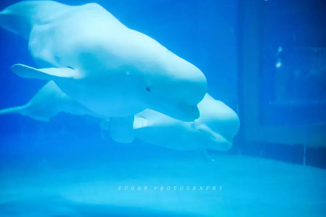 「亲子游」与万千海洋动物一起，夜宿探索极地海洋之美