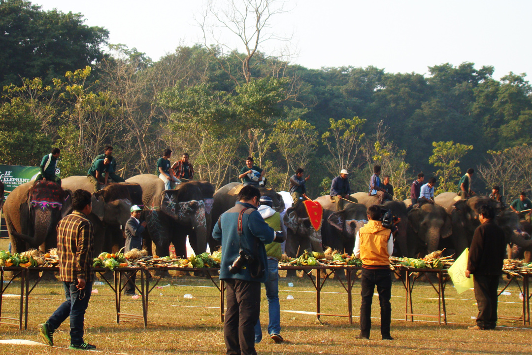 世界杯大象足球,大象足球比赛