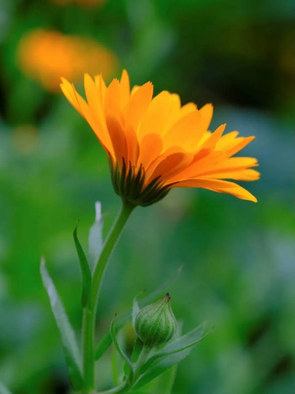 彼得兔的花园该怎么做,彼得兔的花园视频