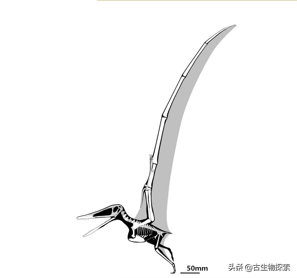 中国翼龙中东实战,中国翼龙直升飞机