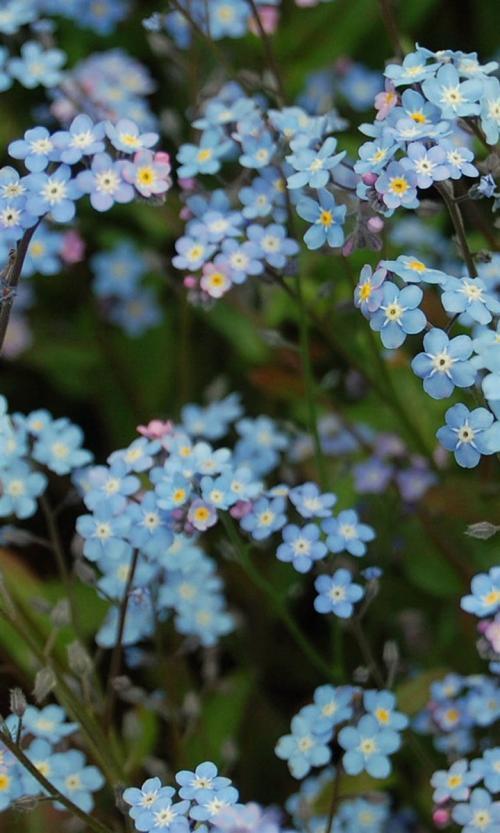勿忘我做成干花,勿忘我做干花挂多久
