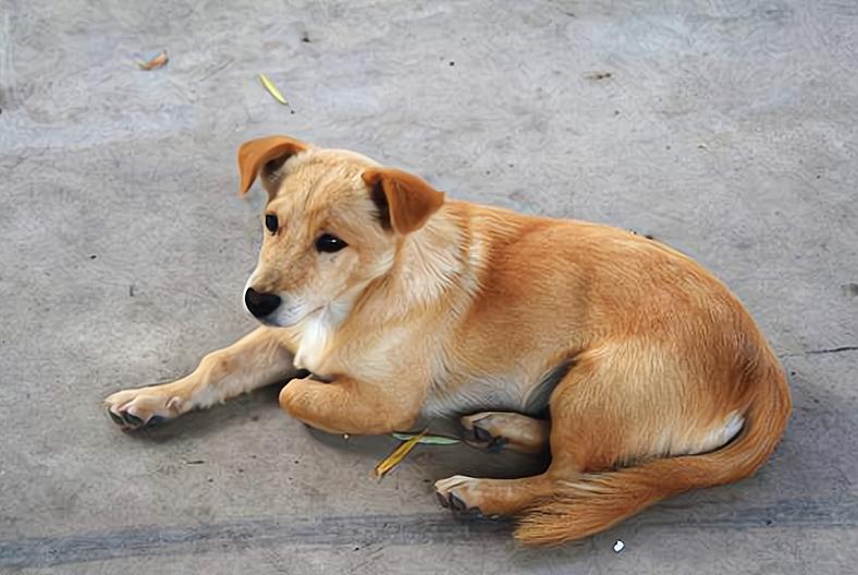 鬼哭不害怕有什么讲究,鬼哭神嚎真正的真相