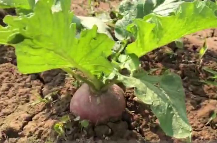 萝卜施肥是穴施还是撒施,种的萝卜糠心是缺水吗