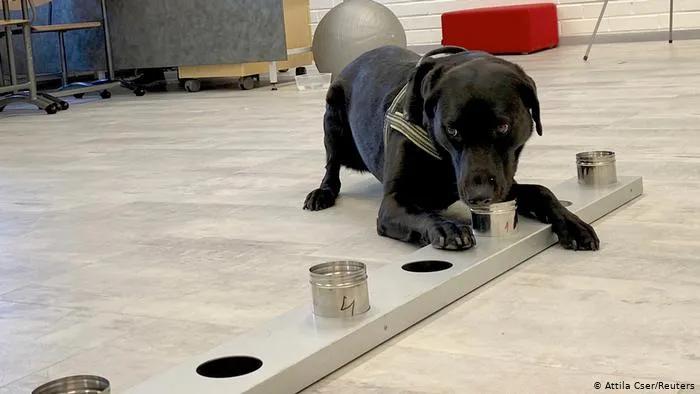 核酸检测太麻烦?10秒出结果的狗狗牌新冠探测器了解一下