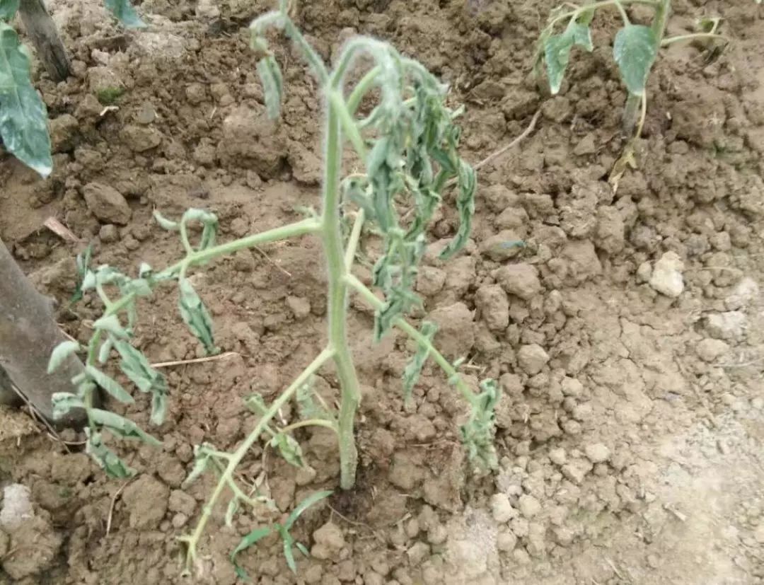 番茄所有病害图片及解决方法,番茄十大病害图解