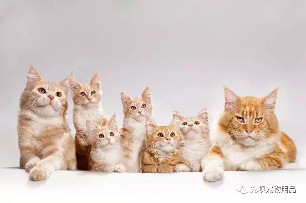 猫咪泌尿疾病怎么治疗,猫咪常见的疾病有哪些