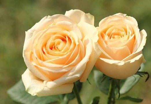 颜色不同价格不一样,粉色玫瑰和红色玫瑰的价格区别