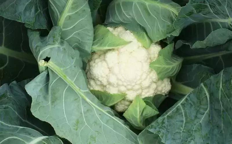 孝感的特产有哪些,孝感农产品特产有机食品