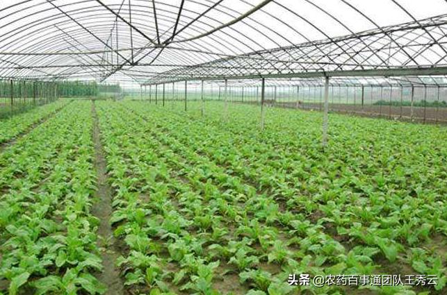 阴天温度低大棚需要放风吗,大棚晚上关风棚内湿度大好吗