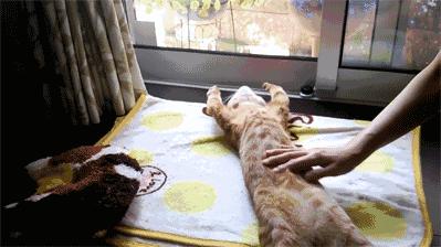 公猫肛门旁边有白点,公猫的肚皮有几颗小痘痘