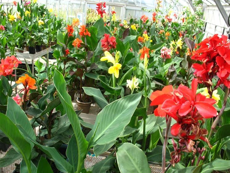 适合室内不怕晒的植物,适合潮湿环境养的植物