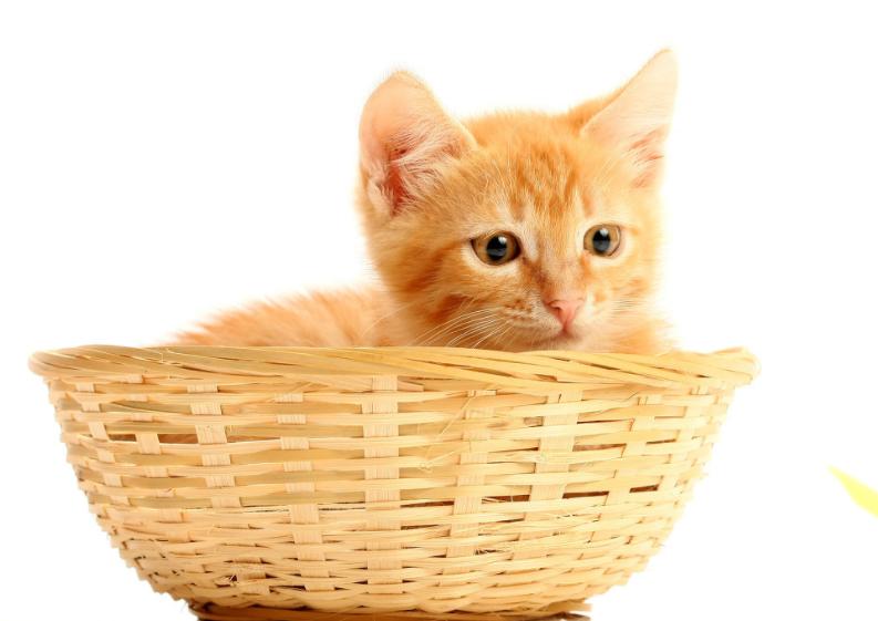 英国短毛猫和田园猫生的猫,英国短毛猫波斯猫混血猫