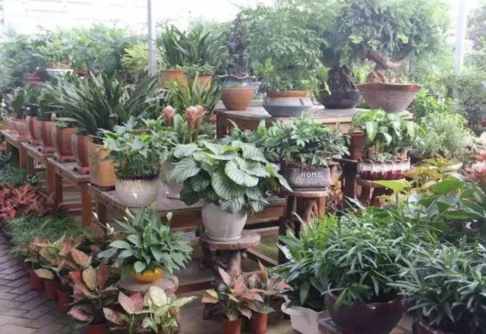 藏红花有开黄色的花吗,藏红花开花特点有哪些图片