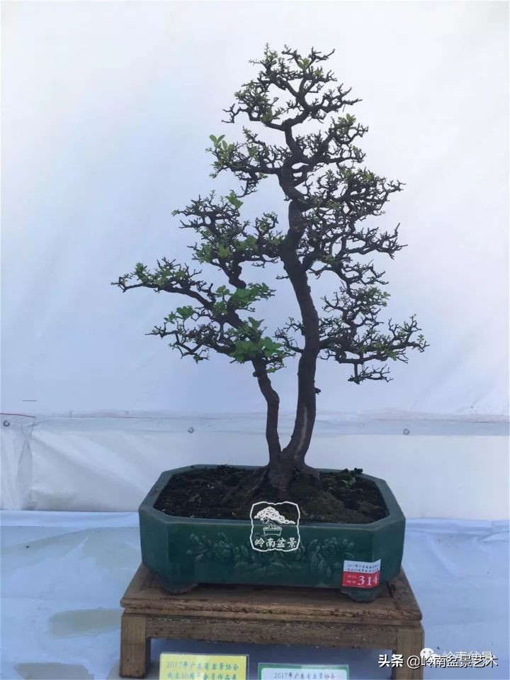 双干树,双干型果树