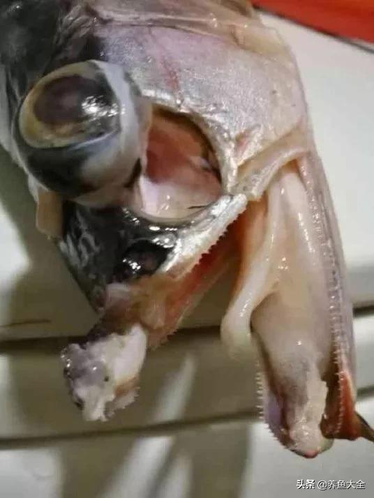 养红龙苗,养红龙如何搭配其他鱼