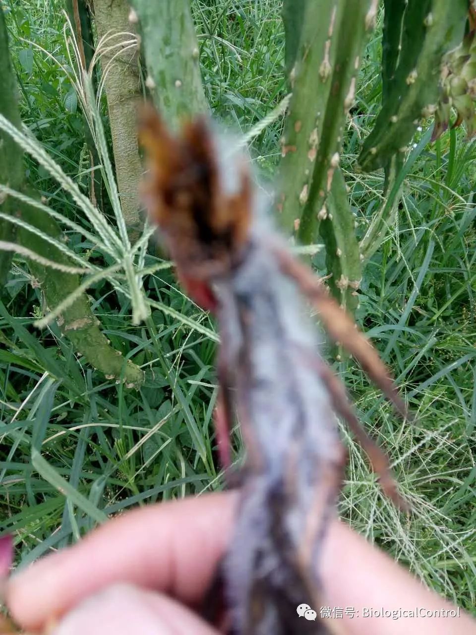 防治果树煤烟病用什么药,冬季果树炭疽病用什么药