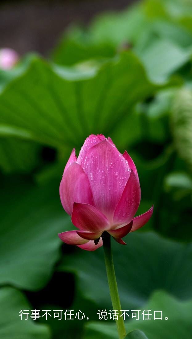 心中的神明,心中的神明作文