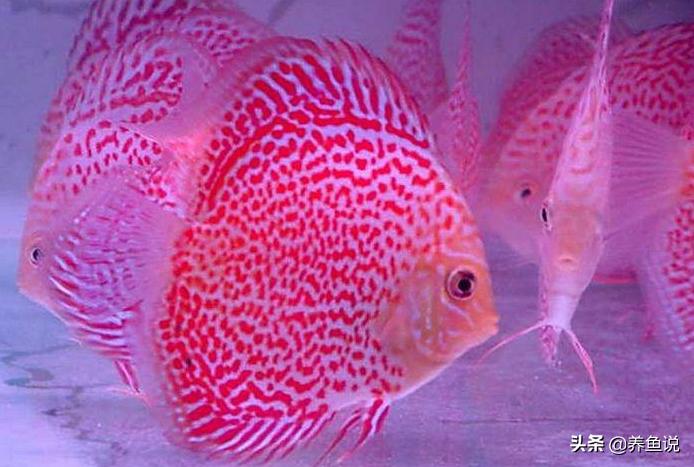 日常预防观赏鱼生病用什么药,观赏鱼生病了带去哪里医治