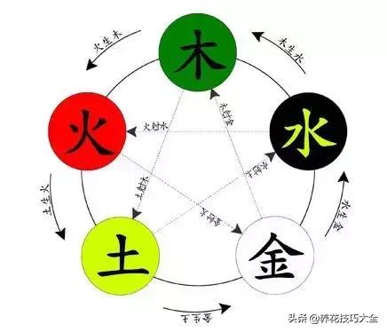五行缺金养什么花,什么花风水命理最旺人养