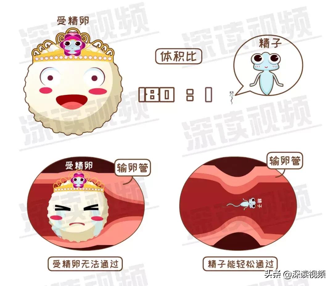 宫外孕有哪些习惯,怎样不容易宫外孕