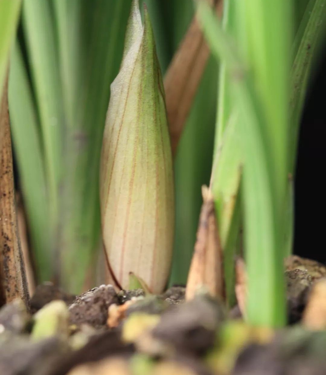 长寿梅蕙兰怎么种植,蕙兰老八种兰花哪一种最好