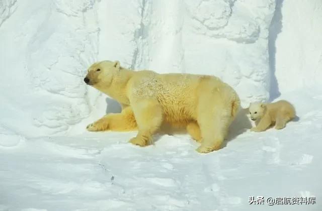 bbc纪录片life鸟类,bbc纪录片生命life7集