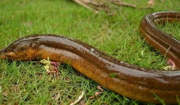 鳝鱼怎么吃才能最好吃,鳝鱼的100种吃法大全