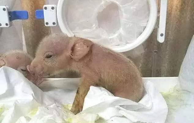 猪猴杂交新物种,世界首例猪猴杂交在中国诞生