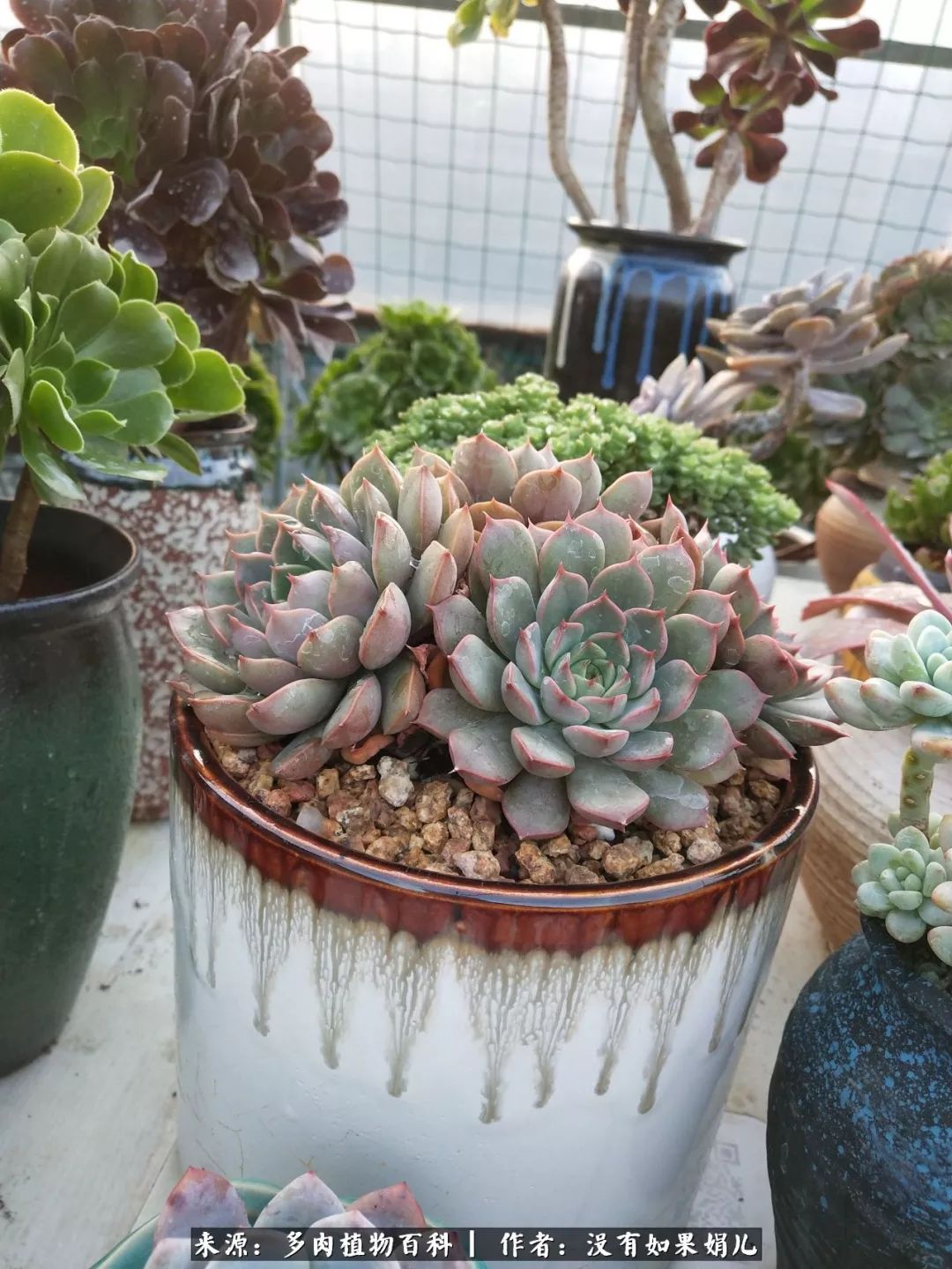 明人不说暗话，我为多肉而来！