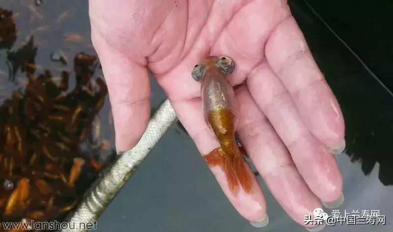 水泡金鱼和望天球金鱼,望天金鱼图片大全