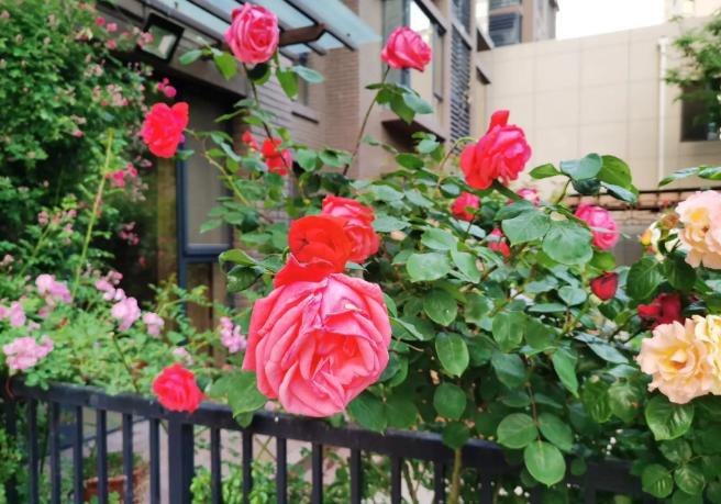 爬藤月季怎么牵引花墙才能开爆花,爬藤月季红色龙沙宝石花墙效果