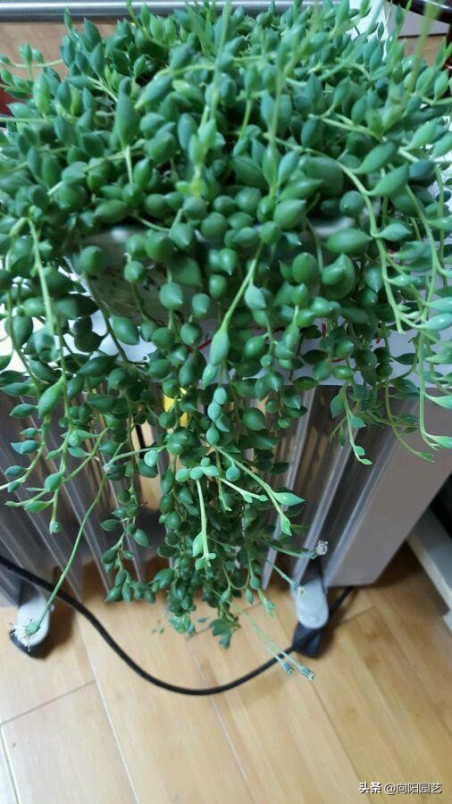 情人泪有多好养,情人泪怎么养爆盆