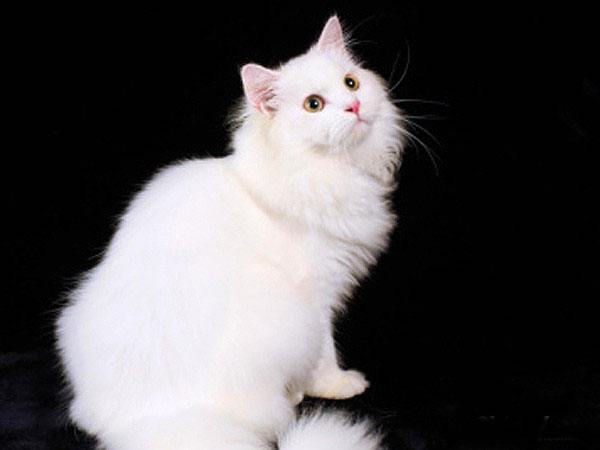 临清狮子猫好养吗,临清狮子猫寿命