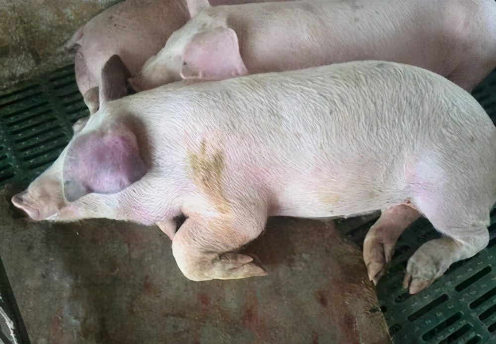 猪的耳朵发紫是什么病怎么治疗,养猪猪耳朵很红是怎么回事