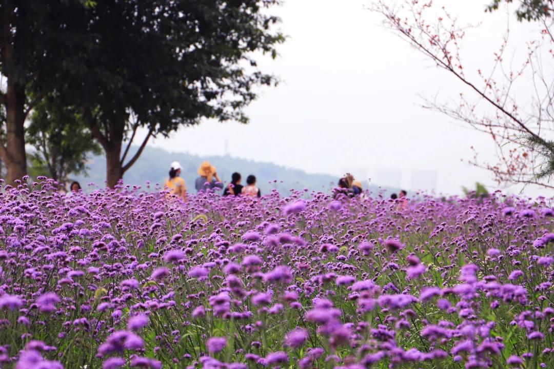 搞快点是哪里方言,搞快点