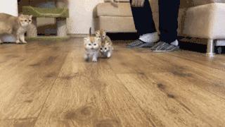 粘人的小奶猫,小奶猫守着铲屎官做作业