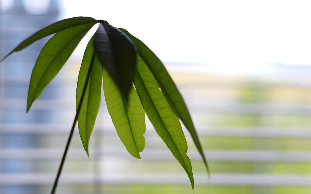 金钱树叶子发软发黑怎么办,金钱树叶子尖发黑枯萎像烧焦