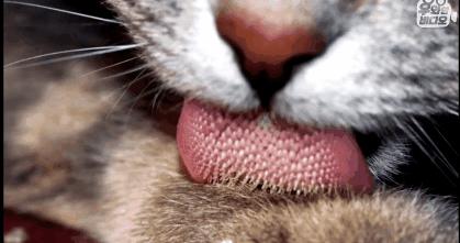 “我居然从猫屁股拽出了一根针！太可怕了！”