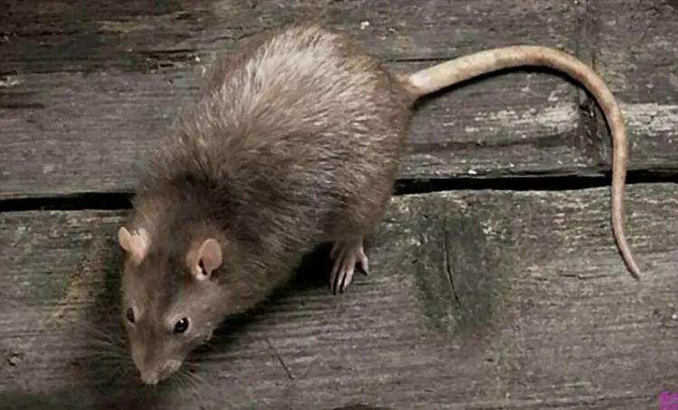 如何捕捉家里的老鼠小技巧,家里老鼠太多了捕鼠技巧