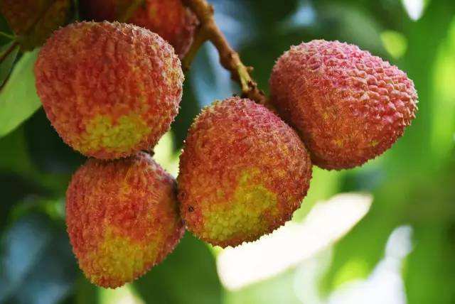 常见荔枝的区别与口感,荔枝是籽小的好还是籽大好