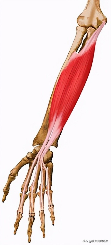 腕和手的多处屈肌和肌腱损伤,前臂神经卡压原因