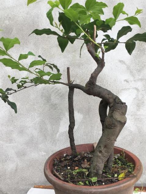 金弹子怎么养护才能开花结果,金弹子开花挂果注意事项