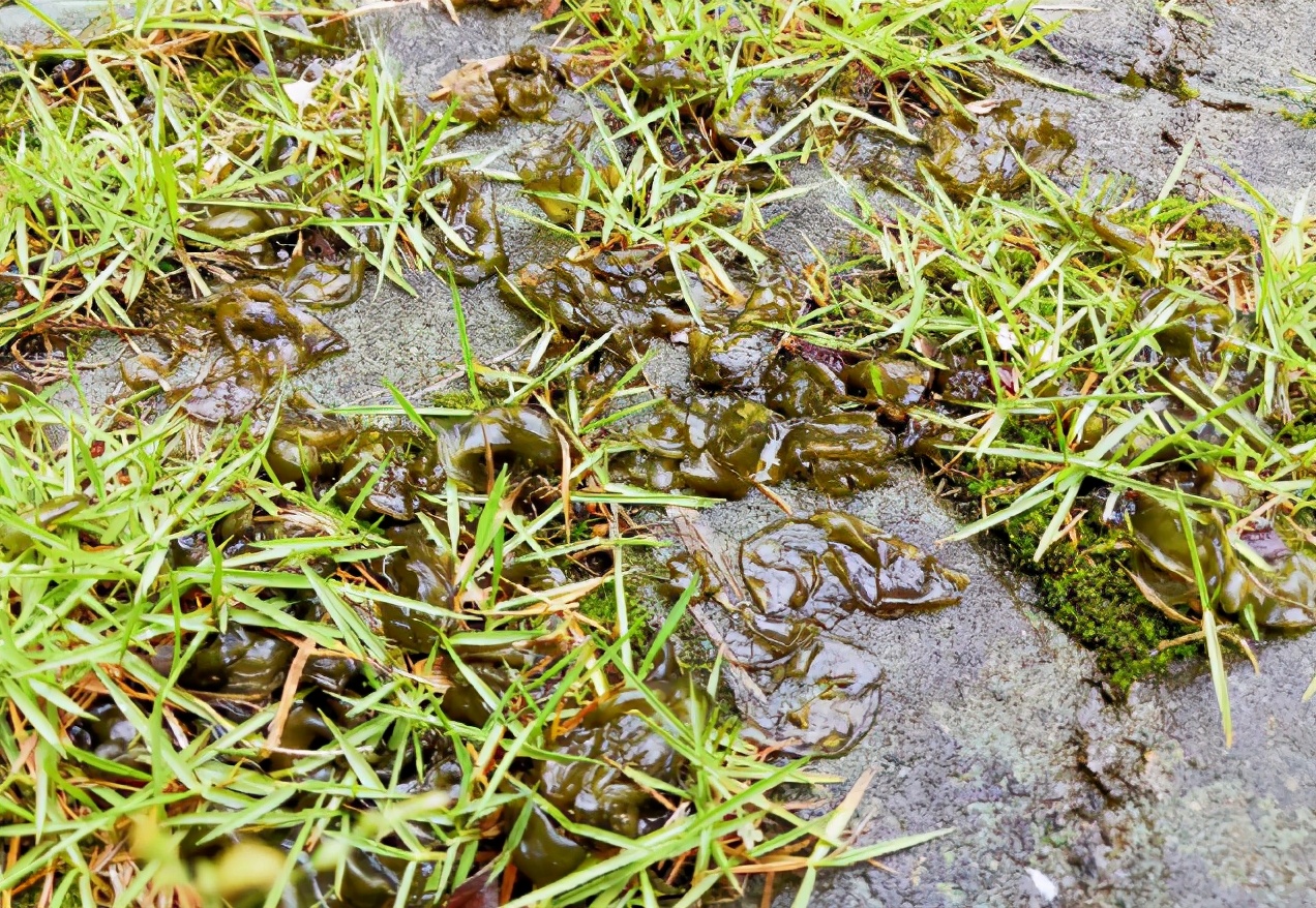 生长在地上的木耳,长在泥土上的木耳