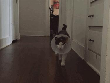 给猫戴上脖圈之后很低落,为什么给猫戴上猫圈就安静了